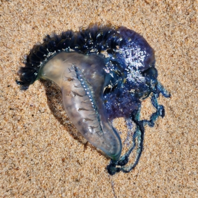 Physalia sp. (genus) (Bluebottle) at Roebuck, WA - 26 Oct 2022 by AaronClausen