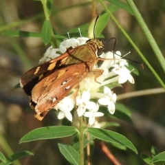 Trapezites symmomus (Splendid Ochre) at Wingecarribee Local Government Area - 19 Feb 2023 by GlossyGal