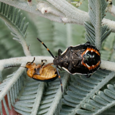 Oechalia schellenbergii (Spined Predatory Shield Bug) at Mulligans Flat - 21 Feb 2023 by DPRees125