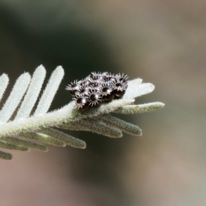 Oechalia schellenbergii at Throsby, ACT - 21 Feb 2023 12:00 PM