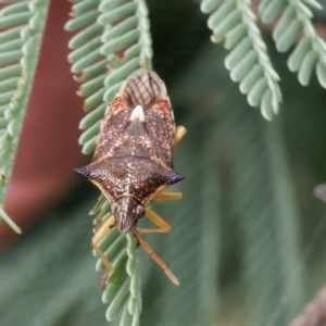 Oechalia schellenbergii at Throsby, ACT - 21 Feb 2023 12:00 PM