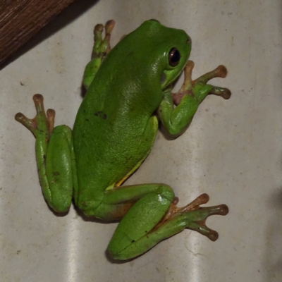 Unverified Frog at Dampier Peninsula, WA - 19 Oct 2022 by AaronClausen