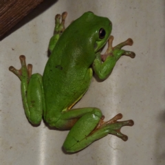 Unidentified Frog (TBC) at Dampier Peninsula, WA - 19 Oct 2022 by AaronClausen