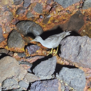 Tringa brevipes at Dampier Peninsula, WA - 18 Oct 2022