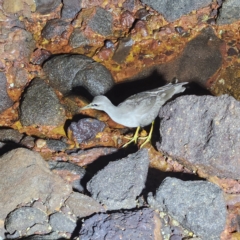 Tringa brevipes (Grey-tailed Tattler) at Dampier Peninsula, WA - 18 Oct 2022 by AaronClausen