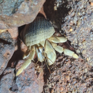 Unidentified Hermit Crab (TBC) at suppressed by AaronClausen