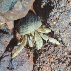 Unidentified Hermit Crab at Dampier Peninsula, WA - 18 Oct 2022 by AaronClausen