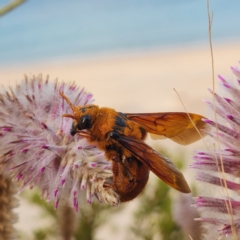 Trisciloa (Genus) (Scoliid Flower Wasp) at Dampier Peninsula, WA - 18 Oct 2022 by AaronClausen