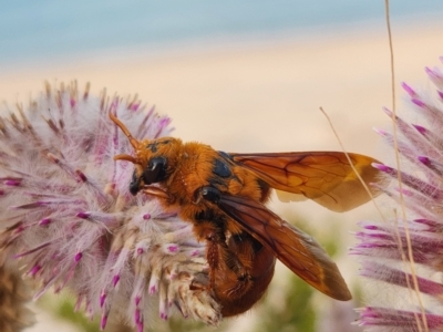 Unidentified Bee (Hymenoptera, Apiformes) (TBC) at Dampier Peninsula, WA - 18 Oct 2022 by AaronClausen