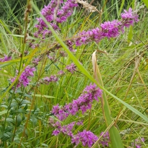 Lythrum salicaria at Cotter River, ACT - 22 Feb 2023