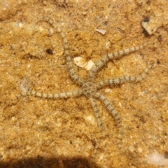 Unverified Sea Star, Sea Urchin or Ally (Echinodermata) at Dampier Peninsula, WA - 18 Oct 2022 by AaronClausen