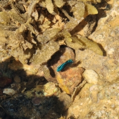 Unverified Marine Fish Uncategorised at Dampier Peninsula, WA - 18 Oct 2022 by AaronClausen