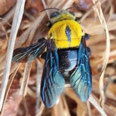 Xylocopa (Koptortosoma) sp. (genus) (Carpenter Bee) at Dampier Peninsula, WA - 17 Oct 2022 by AaronClausen