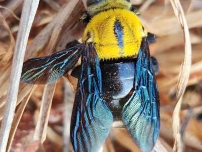 Xylocopa (Koptortosoma) sp. (genus) (Carpenter Bee) at Dampier Peninsula, WA - 17 Oct 2022 by AaronClausen