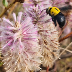 Xylocopa (Koptortosoma) sp. (genus) at Dampier Peninsula, WA - 18 Oct 2022