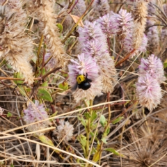 Xylocopa (Koptortosoma) sp. (genus) at Dampier Peninsula, WA - 18 Oct 2022 06:55 AM