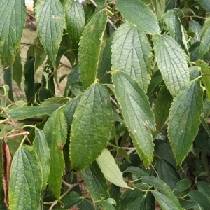 Celtis australis at Fadden, ACT - 22 Feb 2023