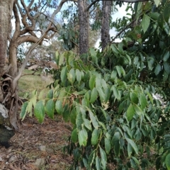 Celtis australis at Fadden, ACT - 22 Feb 2023