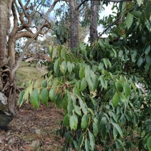 Celtis australis at Fadden, ACT - 22 Feb 2023