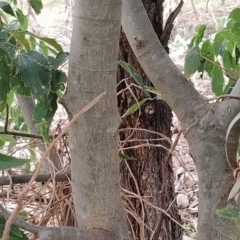 Celtis australis at Fadden, ACT - 22 Feb 2023