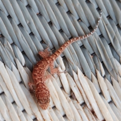 Heteronotia binoei (Bynoe's Gecko) at Dampier Peninsula, WA - 17 Oct 2022 by AaronClausen