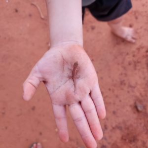 Heteronotia binoei at Dampier Peninsula, WA - 17 Oct 2022 05:50 PM