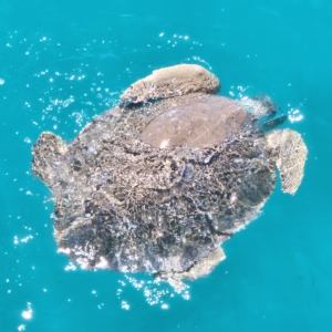 Unidentified Turtle (TBC) at suppressed by AaronClausen