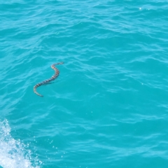 Unidentified Snake at Minyirr, WA - 8 Oct 2022 by AaronClausen