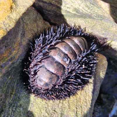 Unverified Chiton at Minyirr, WA - 7 Oct 2022 by AaronClausen