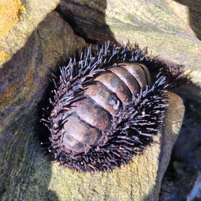 Unidentified Chiton at Minyirr, WA - 7 Oct 2022 by AaronClausen