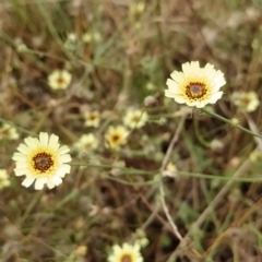 Tolpis barbata (Yellow Hawkweed) at Fadden, ACT - 21 Feb 2023 by KumikoCallaway