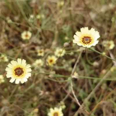 Tolpis barbata (Yellow Hawkweed) at Wanniassa Hill - 21 Feb 2023 by KumikoCallaway