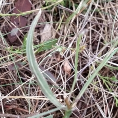 Tolpis barbata at Fadden, ACT - 22 Feb 2023