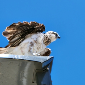 Pandion haliaetus at Broome, WA - suppressed