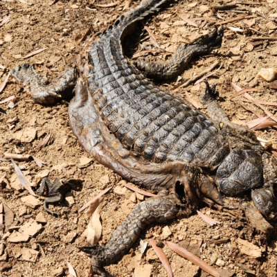 Unidentified Crocodile at Windjana Gorge National Park - 2 Oct 2022 by AaronClausen