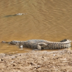 Crocodylus johnstoni (Freshwater Crocodile) at Wunaamin Miliwundi Ranges, WA - 2 Oct 2022 by AaronClausen