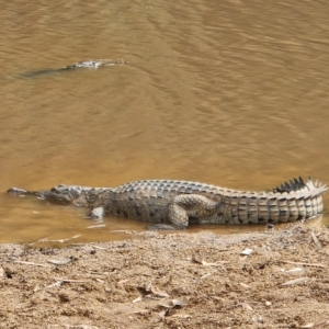 Crocodylus johnstoni at Wunaamin Miliwundi Ranges, WA - 3 Oct 2022