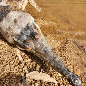 Crocodylus johnstoni at Wunaamin Miliwundi Ranges, WA - 3 Oct 2022 07:50 AM