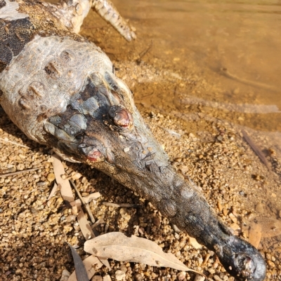 Crocodylus johnstoni (Freshwater Crocodile) at Wunaamin Miliwundi Ranges, WA - 3 Oct 2022 by AaronClausen