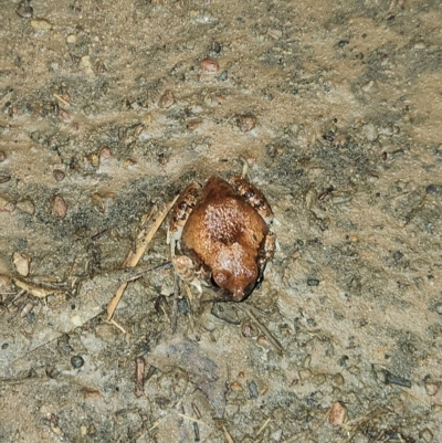 Unverified Frog at Wunaamin Miliwundi Ranges, WA - 2 Oct 2022 by AaronClausen