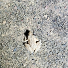 Unverified Frog at Wunaamin Miliwundi Ranges, WA - 2 Oct 2022 by AaronClausen