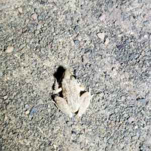 Unidentified Frog (TBC) at suppressed by AaronClausen