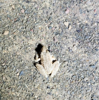 Unidentified Frog at Wunaamin Miliwundi Ranges, WA - 2 Oct 2022 by AaronClausen