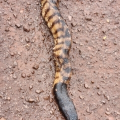 Aspidites melanocephalus (Black-headed Python) at Gibb, WA - 30 Sep 2022 by AaronClausen