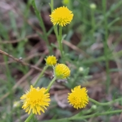 Calotis lappulacea (Yellow Burr Daisy) at Fadden, ACT - 22 Feb 2023 by KumikoCallaway