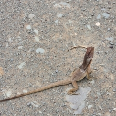 Chlamydosaurus kingii (Frilled Lizard) at Gibb, WA - 30 Sep 2022 by AaronClausen