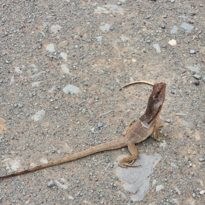 Chlamydosaurus kingii (Frilled Lizard) at Gibb, WA - 30 Sep 2022 by AaronClausen