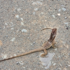 Unidentified Dragon (TBC) at Gibb, WA - 30 Sep 2022 by AaronClausen