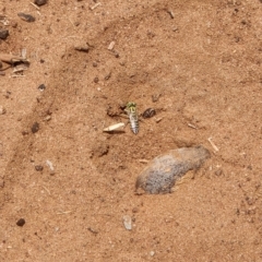 Bembix sp. (genus) at Gibb, WA - 29 Sep 2022 10:51 AM