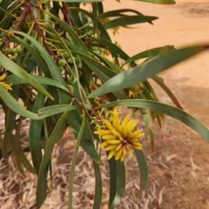 Persoonia falcata at Gibb, WA - 29 Sep 2022 09:31 AM